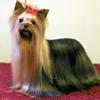 [REDACTED] [REDACTED]'s Yorkshire Terrier - Ch. Chevawn Sheer Ecstacy