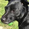 Allan Mitchell's Patterdale Terrier - Cosmo