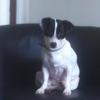 Christina Simpson's Jack Russell Terrier - Rozie