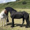Laura Mclaughlin's Friesian Horse - Renze
