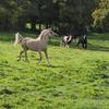 Paula Walker's Arabian Horse - Bella