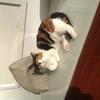 Mitch Keene's Domestic longhair cat - Ellie