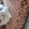 Mrs Frances Rickards 's Domestic longhair cat - Daisy