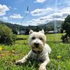 Laura Hamilton-Black's West Highland White Terrier - Eddie
