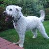 Angela Penny's Soft Coated Wheaten Terrier - Smudge