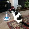 Susan Norman's Domestic longhair cat - Jasmine