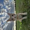 Leigh-Ann Doggett's Domestic longhair cat - Dex