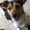 Jean Westhead's Jack Russell Terrier - Roxy