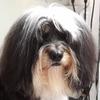 Julia Dobbs's Tibetan Terrier - Daisy
