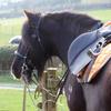 Amber Worgan's Gypsy Vanner Horse - Jake