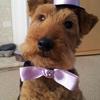 [REDACTED] [REDACTED]'s Welsh Terrier - George Best