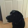 [REDACTED] [REDACTED]'s Labrador Retriever - Harry