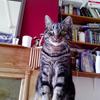 [REDACTED] [REDACTED]'s Domestic longhair cat - Bagheera