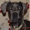 anthony gill's Great Dane - Harry