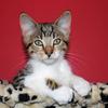 Helen Rowbotham (helnohappy)'s Russian Black, White or Tabby - Max