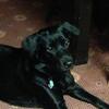 [REDACTED] [REDACTED]'s Labrador Retriever - Lola