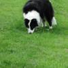 Stephanie Young's Border Collie - Tess