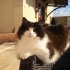 Esther Hooley's Norwegian Forest Cat - Fluffy