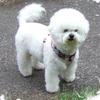 [REDACTED] [REDACTED]'s Bichon Frise - Saffy