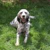 [REDACTED] [REDACTED]'s English Setter - Harry