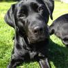 Jolene Leftwich's Labrador Retriever - Ivey