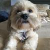 Julie Bowdrey's Lhasa Apso - Olly