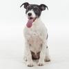 [REDACTED] [REDACTED]'s Jack Russell Terrier - Skye