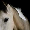 Beverley Chipchase-Albertson's Irish Sport Horse - Narna