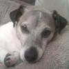 [REDACTED] [REDACTED]'s Jack Russell Terrier - Bobb
