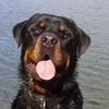 Kevin Hall's Rottweiler - Dave