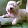 [REDACTED] [REDACTED]'s West Highland White Terrier - Teddy