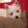 Deborah Avenell's West Highland White Terrier - Millie