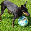 Mary Janes's English Toy Terrier (Black & Tan) - Specky
