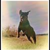 [REDACTED] [REDACTED]'s Rottweiler - Jinx