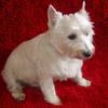 [REDACTED] [REDACTED]'s West Highland White Terrier - Alfie