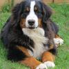 Gillian Widdicombe's Bernese Mountain Dog - Hera