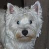 James Mansfield's West Highland White Terrier - Freddie