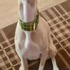 Cherith Wilkinson's Whippet - Woody