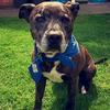 Eve Rollins's Staffordshire Bull Terrier - Rudy