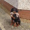 [REDACTED] [REDACTED]'s Gordon Setter - Chartan Pixie Boots