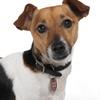 [REDACTED] [REDACTED]'s Jack Russell Terrier - Widget