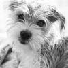 Jane Geoghegan's Norfolk Terrier - Ivy