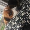 [REDACTED] [REDACTED]'s Beagle - Rufus