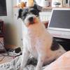 Anne Byrne's Jack Russell Terrier - Rosie