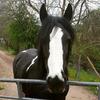Amy Gillies's Gypsy Vanner Horse - Mayzee