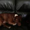 Michelle Burns's Staffordshire Bull Terrier - Kenny
