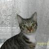 [REDACTED] [REDACTED]'s Domestic longhair cat - Sam