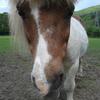 Emily Grey's Shetland Pony - Bob