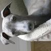 Paz  Castro's Italian Greyhound - Lloyd