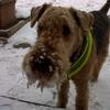 [REDACTED] [REDACTED]'s Airedale Terrier - Dilly